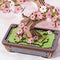 Sakura Bonsai Baum