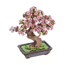 Sakura Bonsai Baum